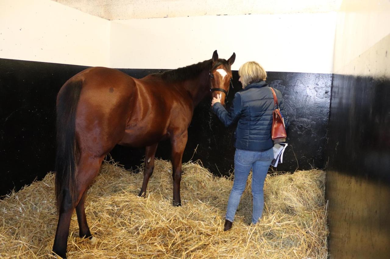 Decouverte D'Un Haras Proche Du Mont St Michel Hambye Esterno foto