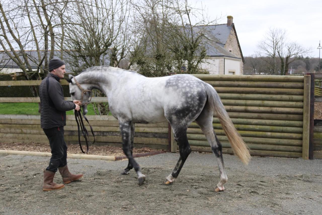 Decouverte D'Un Haras Proche Du Mont St Michel Hambye Esterno foto