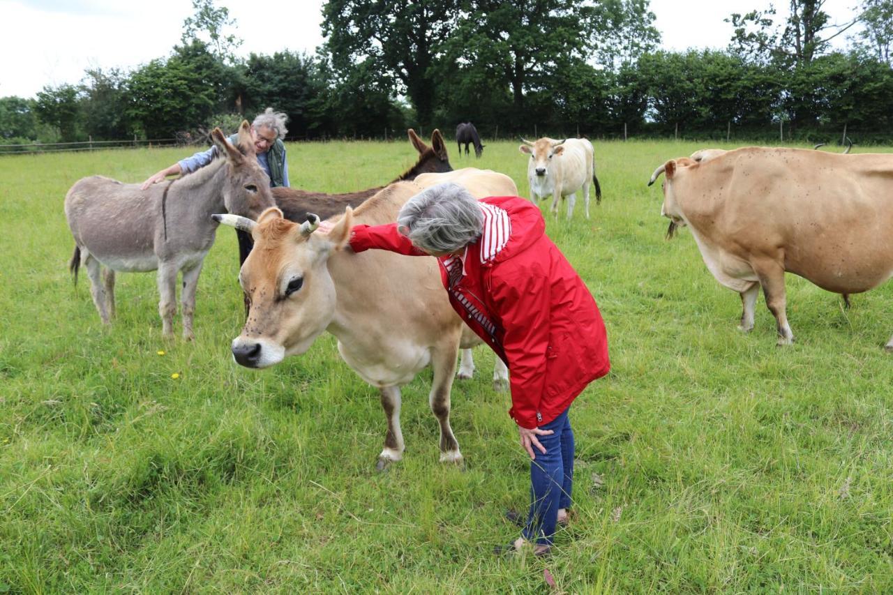 Decouverte D'Un Haras Proche Du Mont St Michel Hambye Esterno foto