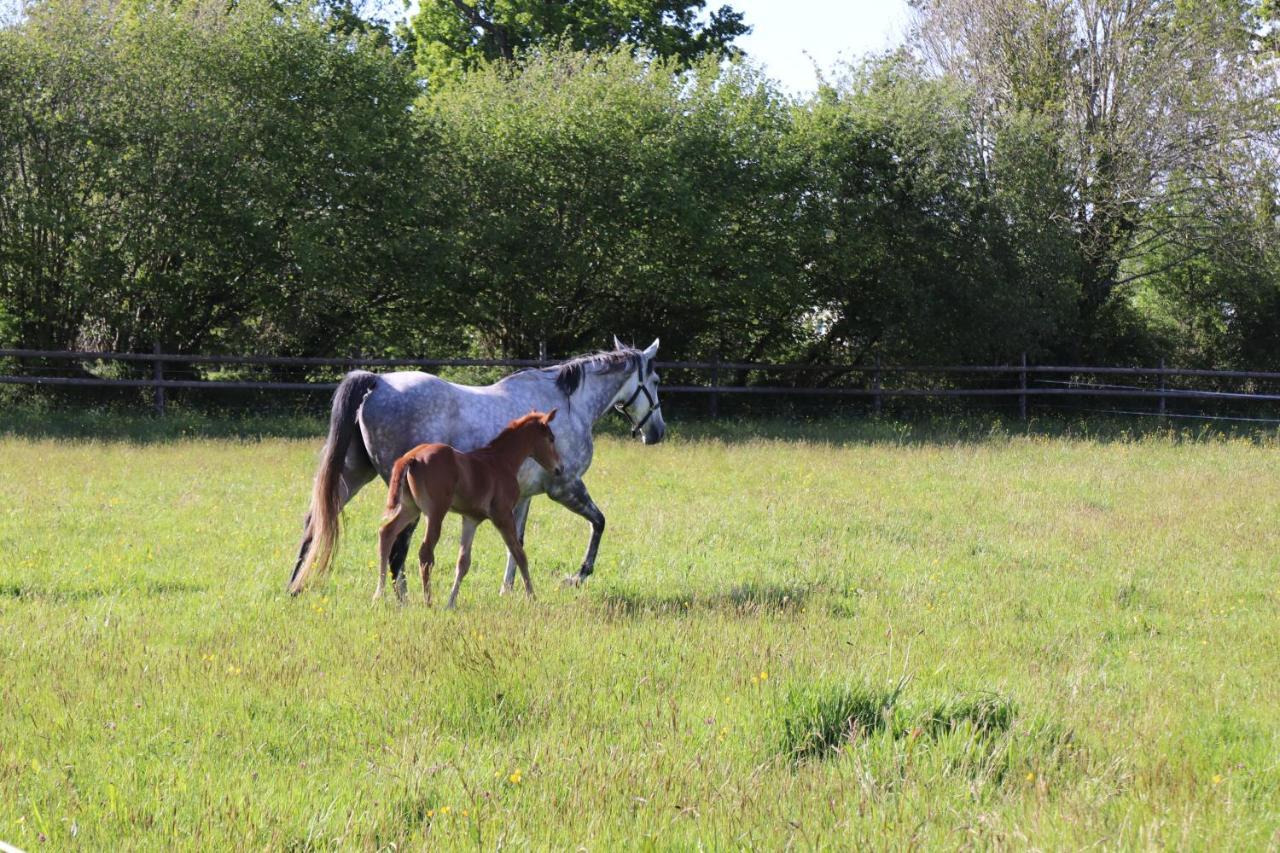 Decouverte D'Un Haras Proche Du Mont St Michel Hambye Esterno foto