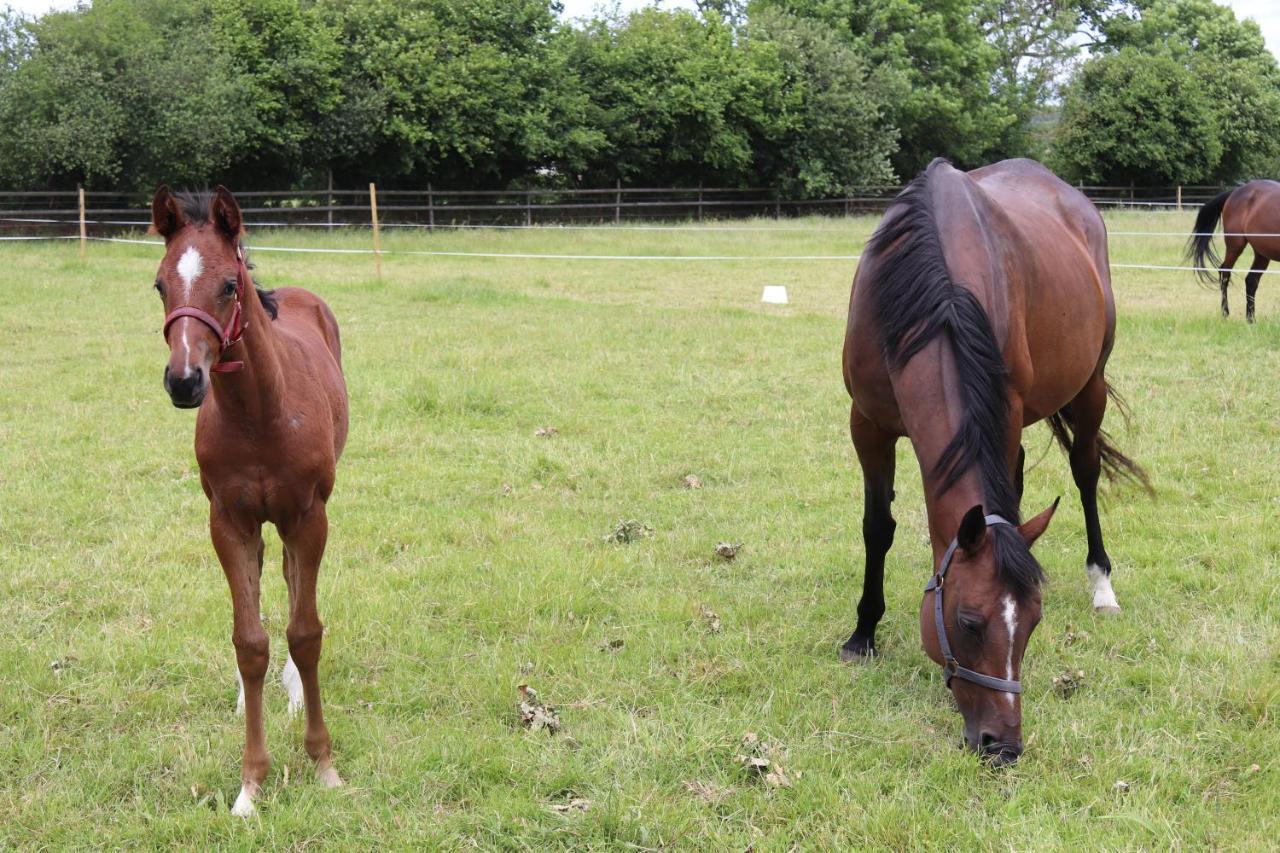 Decouverte D'Un Haras Proche Du Mont St Michel Hambye Esterno foto