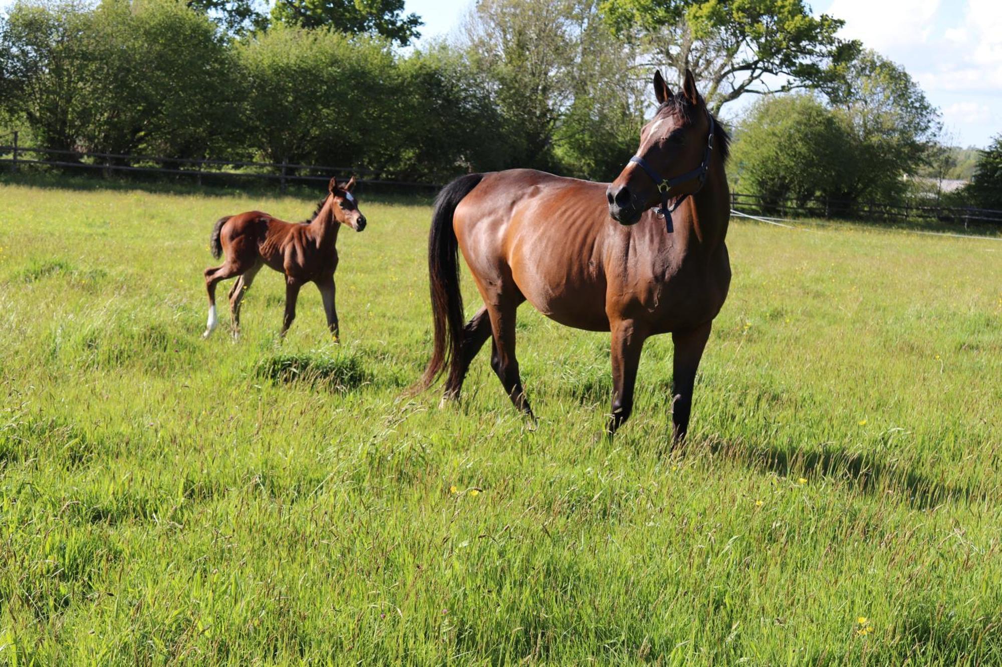 Decouverte D'Un Haras Proche Du Mont St Michel Hambye Esterno foto