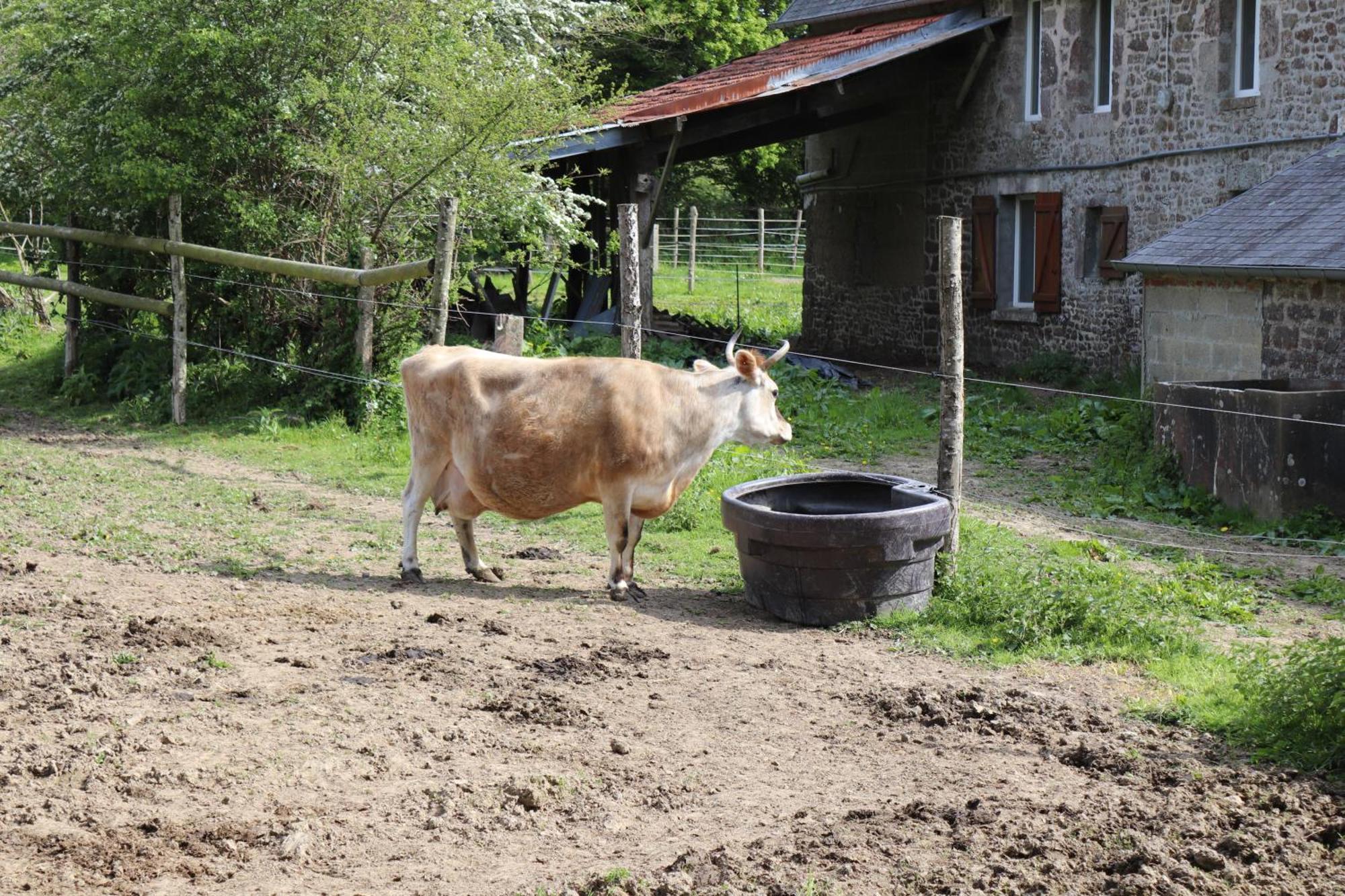 Decouverte D'Un Haras Proche Du Mont St Michel Hambye Esterno foto