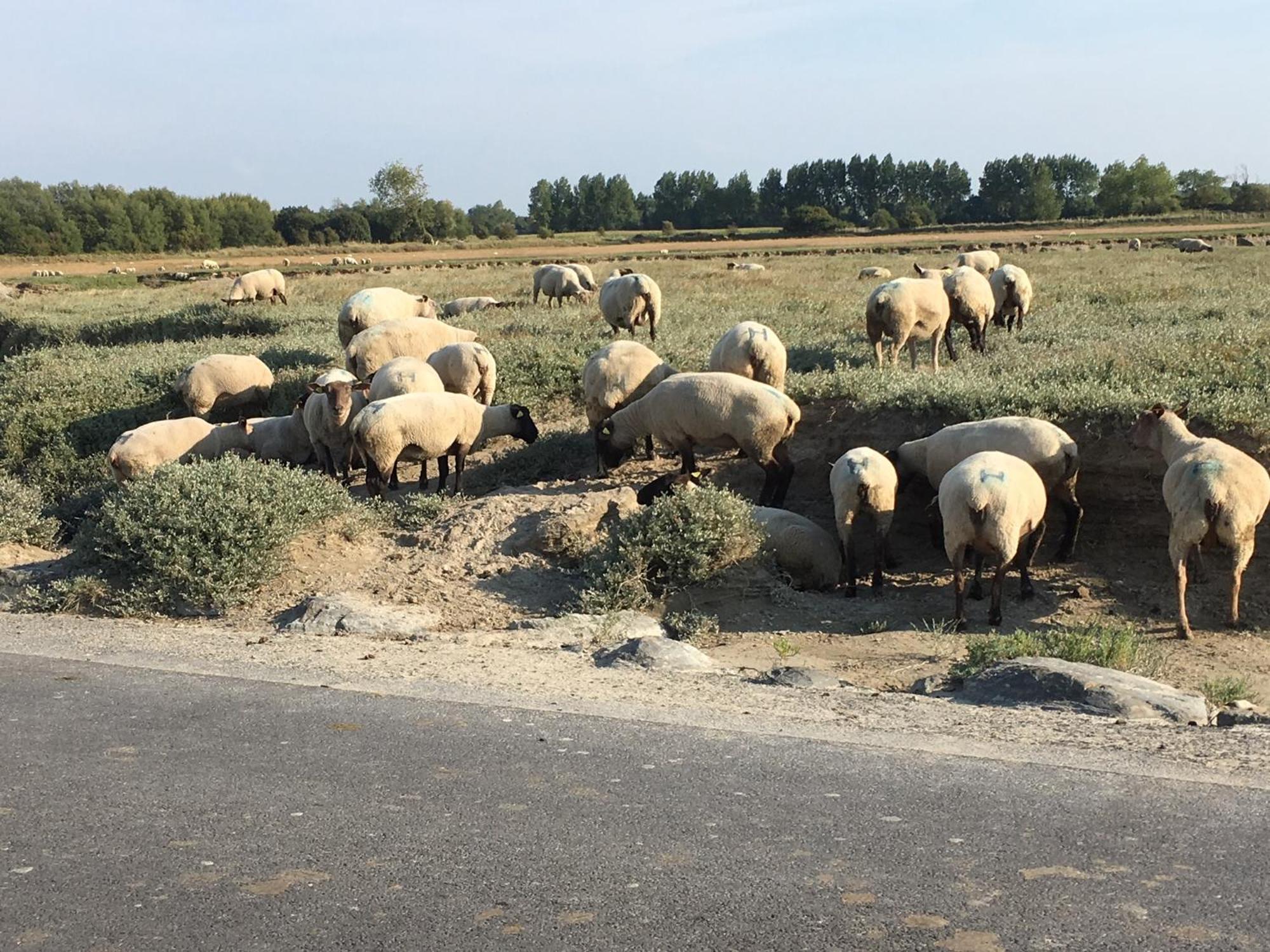 Decouverte D'Un Haras Proche Du Mont St Michel Hambye Esterno foto