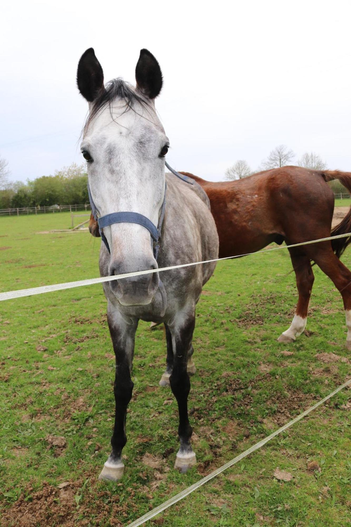 Decouverte D'Un Haras Proche Du Mont St Michel Hambye Esterno foto