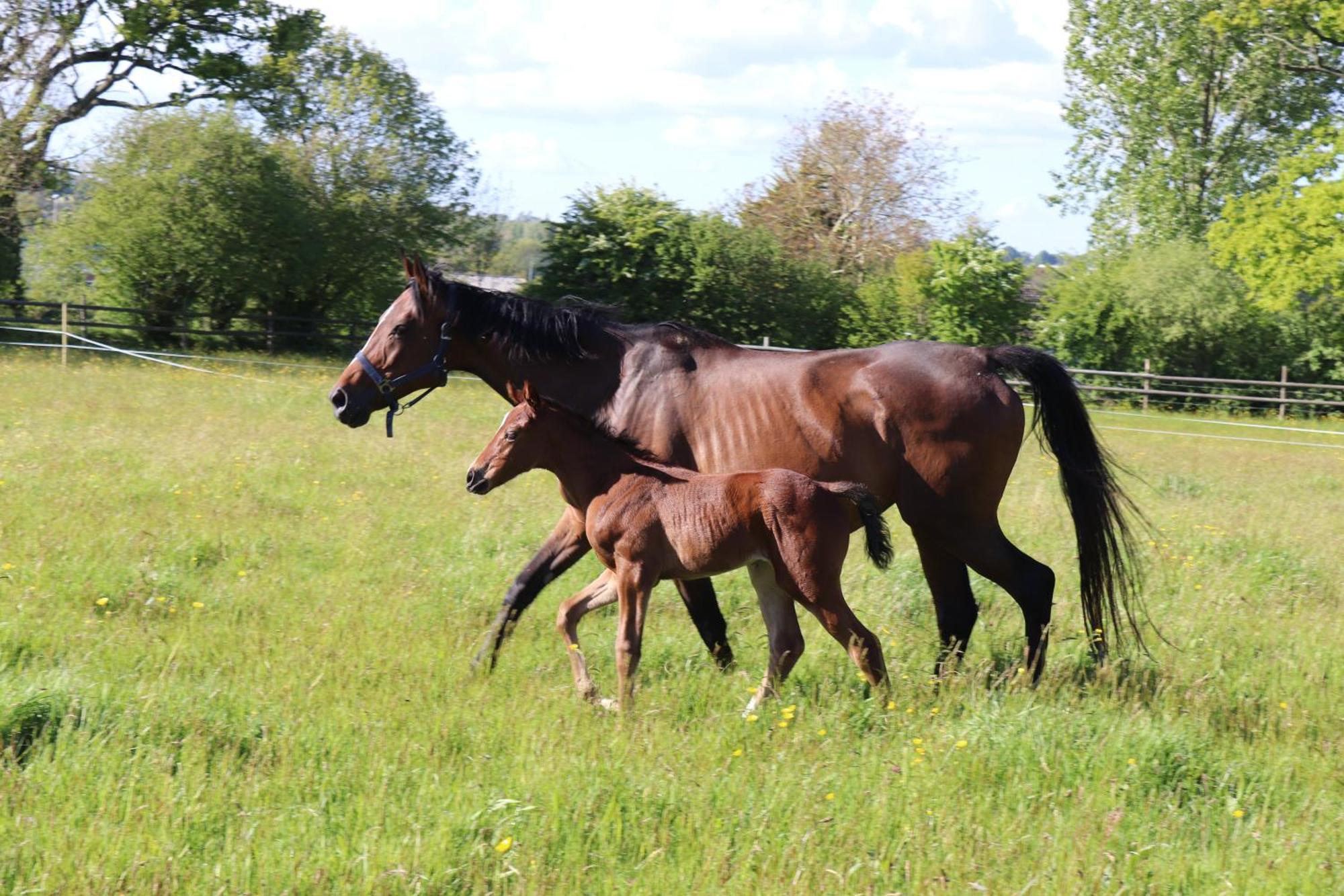 Decouverte D'Un Haras Proche Du Mont St Michel Hambye Esterno foto