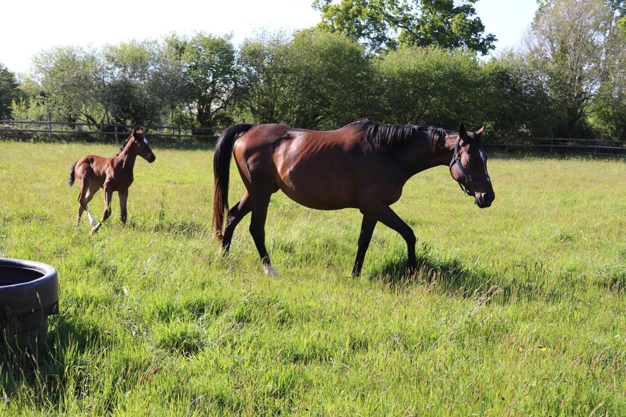 Decouverte D'Un Haras Proche Du Mont St Michel Hambye Esterno foto