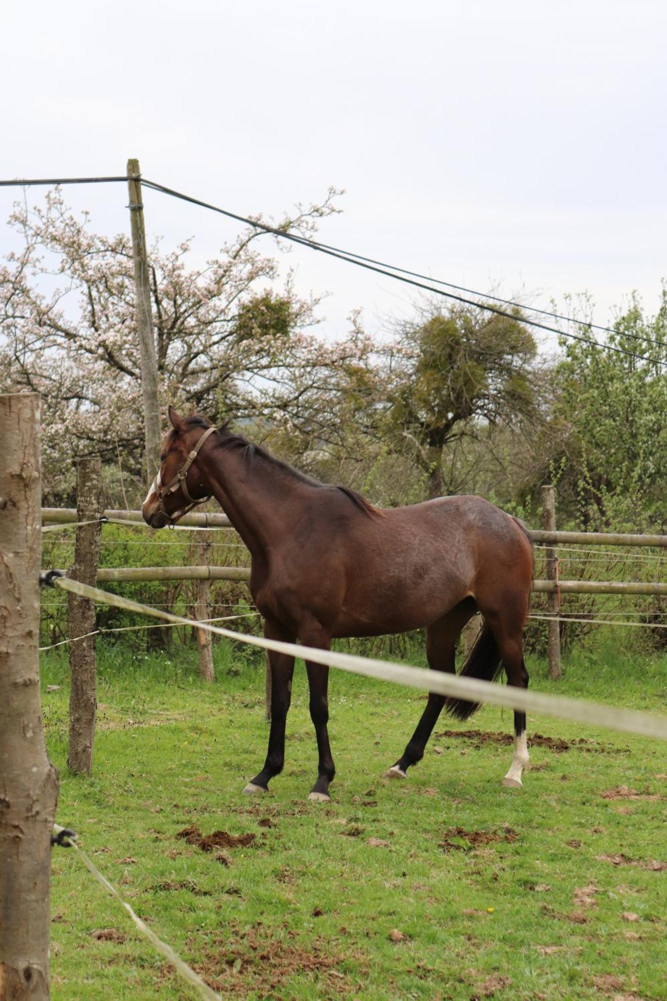 Decouverte D'Un Haras Proche Du Mont St Michel Hambye Esterno foto
