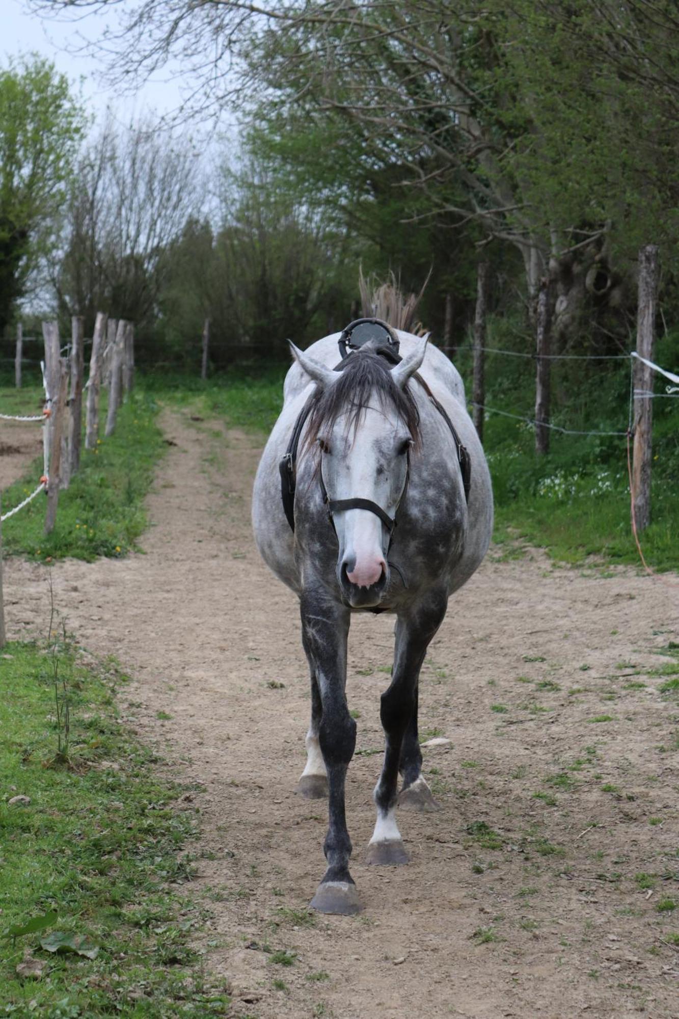 Decouverte D'Un Haras Proche Du Mont St Michel Hambye Esterno foto