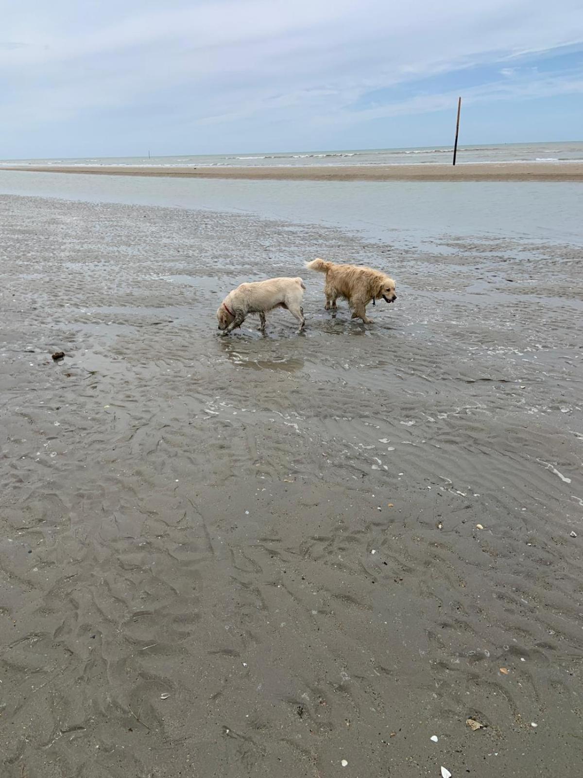 Decouverte D'Un Haras Proche Du Mont St Michel Hambye Esterno foto