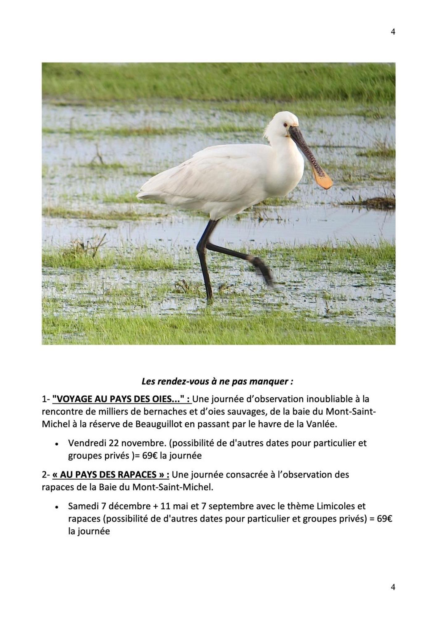 Decouverte D'Un Haras Proche Du Mont St Michel Hambye Esterno foto